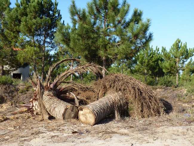 dumped-palm-tree.jpg
