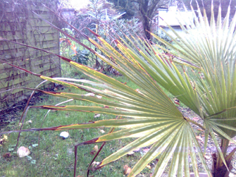 washingtonia robusta feuilles qui noircissent.JPG