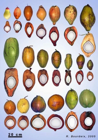 Cocos nucifera species.jpg