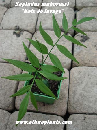 sapindus_mukorossi-ethnoplants.JPG