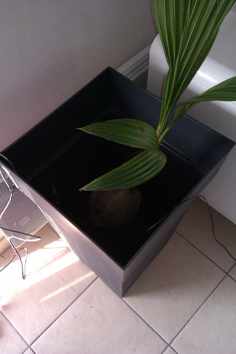 le cocotier perdu dans son pot