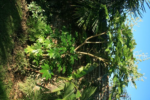 fatsia japonica.jpg