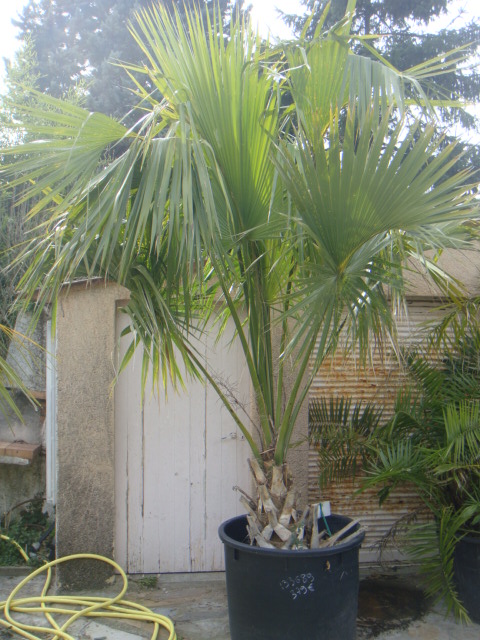 sabal palmetto