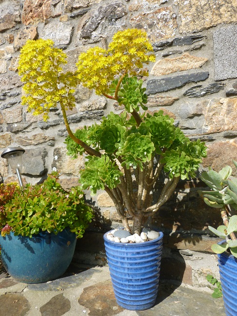 aeonium sp..JPG