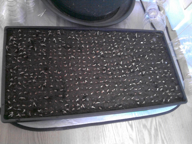 voici la mini serre donc plus de 600 graines entrain de germer :)