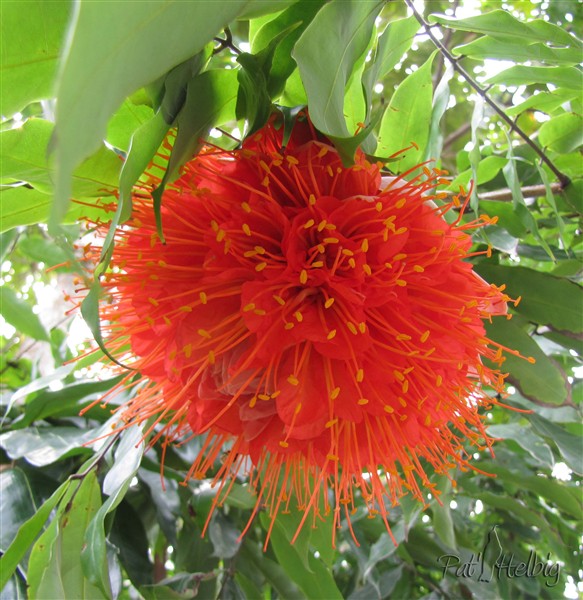 La rose du Vénézuela spectaculaire !(Brownea grandiceps).jpg