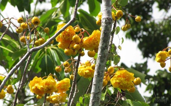 La rose du Pérou  en fleurs lorsque les feuilles sont tombées(Chloclospernum vitifolium).jpg