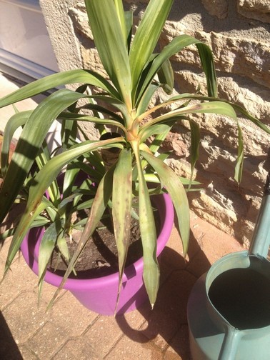 yucca 001.jpg