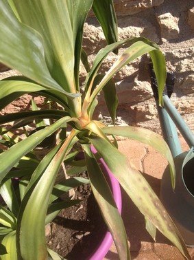 yucca 002.jpg