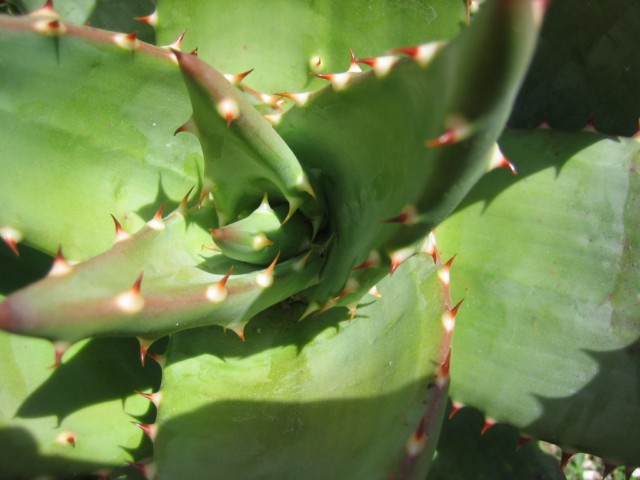 aloe marlothii 003 [640x480].jpg