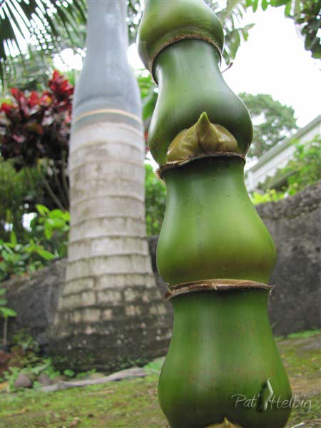 Ventre de Bouddha (Bambusa ventricosa).jpg