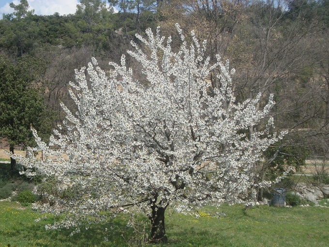 Cerisier en fleurs