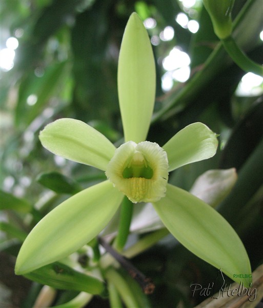 La vanille-1- la fleur le matin à l'aube n'est bonne à polliniser que pendant 2 à 3 heures.jpg
