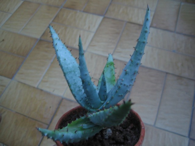 aloe marlothii 01.08 001 [640x480].jpg