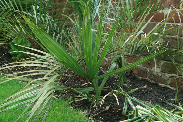 Vendu pour palmetto il y a 7 ou 8 ans. C'était une plantule déjà belle, mais avec feuilles tout juste divisées en deux. Croissance très lente (1 feuille par an). Celle ci est la première à être presque complètement divisée.<br />Me fait plus penser à minor var texnsis.