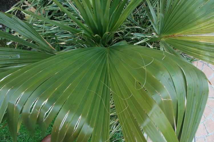 Sabal acheté chez super U il y a 4 ou 5 ans. Vendu pour minor, mais les feuilles sont franchement très costapalmées et moins cassantes que sur mon autre minor (plus bas). D'après ce que j'ai leu je penche pour palmetto. Feuillage souple.