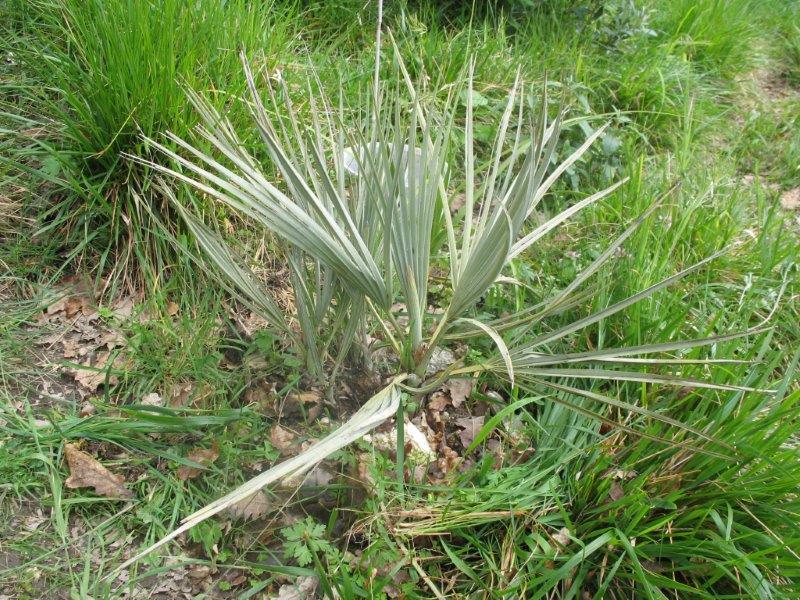 Nannorrhops ritchiana