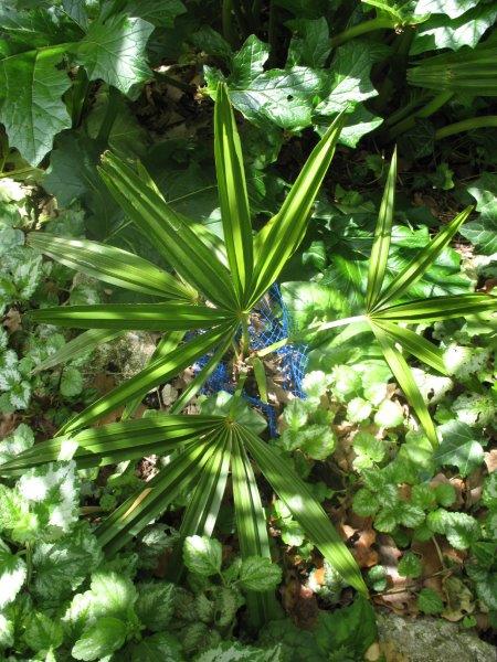 Trachycarpus geminisectus, à l'ombre.