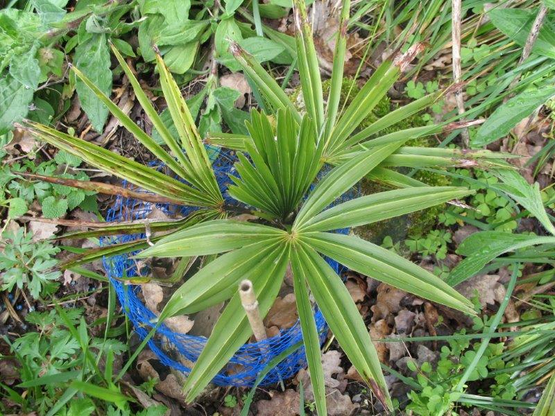 Trachycarpus geminisectus, exposition soleil.