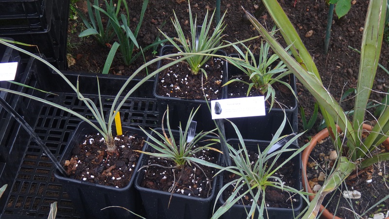 Yucca à gauche = Kanabensis ??