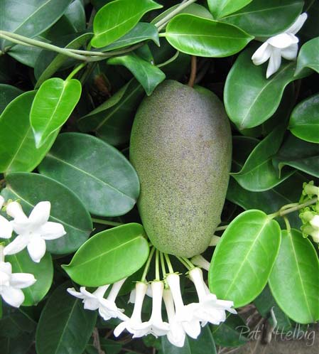Une mangue...Non le fruit du jasmin de Madagascar. Il s'ouvre à maturité et libère des centaines de graines fixées au bout d'une soie blanche!.jpg