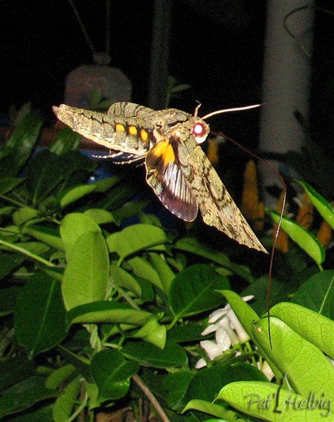 Sphynx de la tomate.La nuit, le papillon  pompe le nectar avec sa gde trompe dans les fleurs du jasmin de Madagascar.jpg