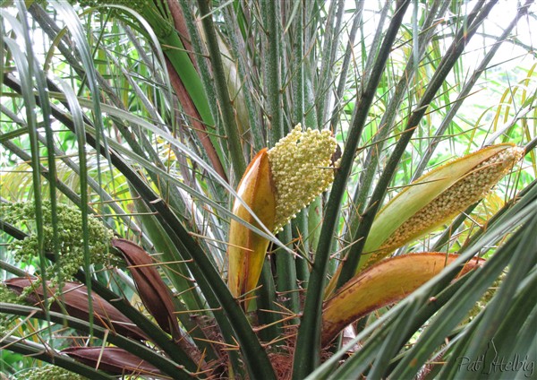 Les inflorescences du Phoenix roebellenii sont aussi très belles!.jpg