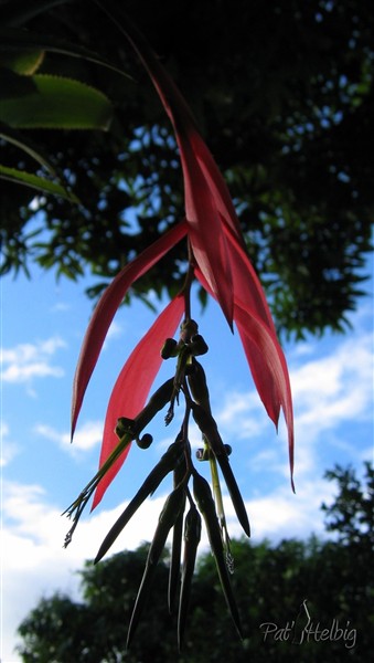 Une Bromeliacée dans un manguier à l'aube.jpg