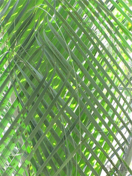La croisade des palmes; Fous de Palmiers, Palmunion, Ti Palm!!.jpg