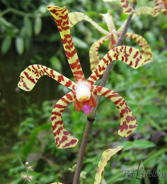 L'orchidée araignée classique (Brassia) mais tellement élégante!.jpg