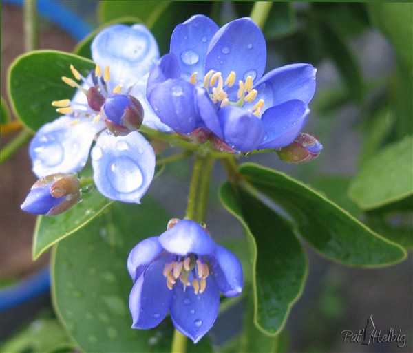 Les  fleurs bleues du Gaïac (Guaiacum officinale)pratiquement disparu à la Martinique et dont le bois est l'un des plus lourd au monde! 2  en pots.jpg