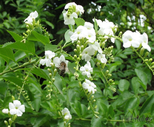 Le vanillier de Cayenne à fleurs pafumées blanches.jpg