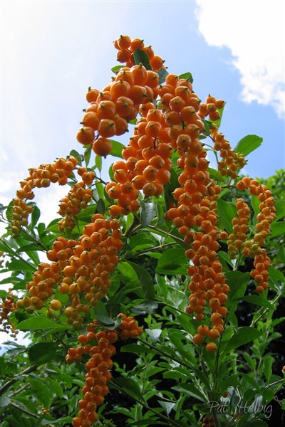 Les fruits du vanillier de Cayenne dont les fleurs (bleu-lavande ou blanches) ont un parfum de vanille!Attention aux épines! (Duranta repens).jpg