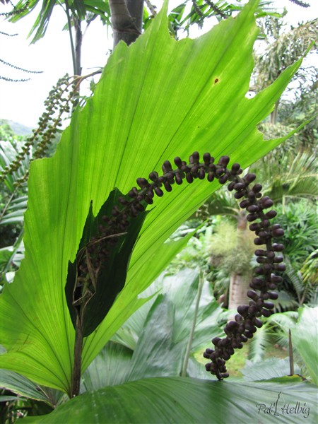 La jeune infrutescence de l'Arenga hookeriana.jpg