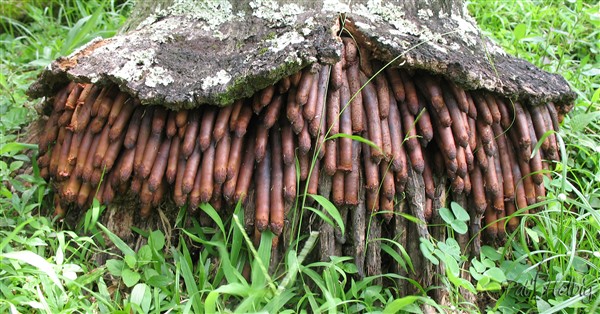 La base du stipe du Wodyetia bifurcata.jpg