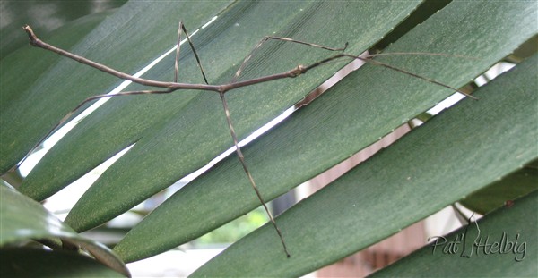 Un phasme sur un Zamia furfuracea (Plante fossile).jpg