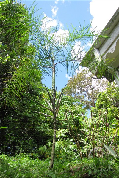 Le petit bijou mexicain et en plus qui aime le soleil!! (Chamaedorea plumosa).jpg