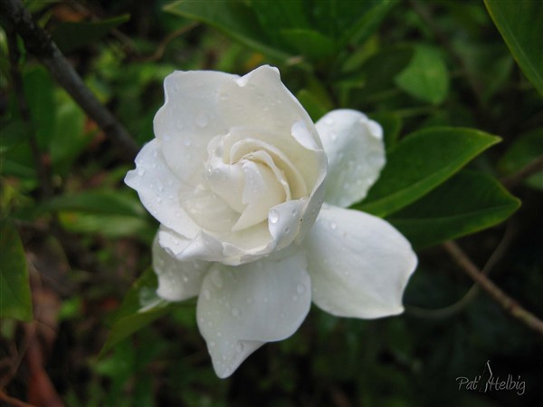 Le Gardenia jasminoides au parfum envoûtant et un peu écoeurant pour moi!.jpg