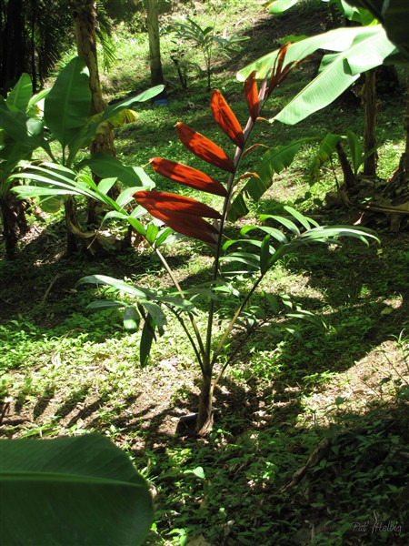 Le Chambeyronia hookerii déjà remarquable par la couleur de sa jeune palme.jpg
