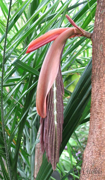 Ce sont de jeunes feuilles de la rose du Vénézuela (Brownea grandiceps) . Par leur aspect de vieilles feuilles, elles trompent les prédateurs!.jpg