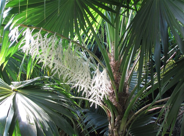 L'inflorescence du Thrinax radiata, de la dentelle!!.jpg