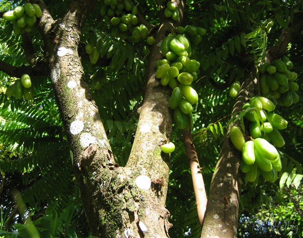 Les cornichons poussent aussi bien sur les branches que sur le tronc! En confiture ou dans le vinaigre!(Averrhoa bilimbi).jpg