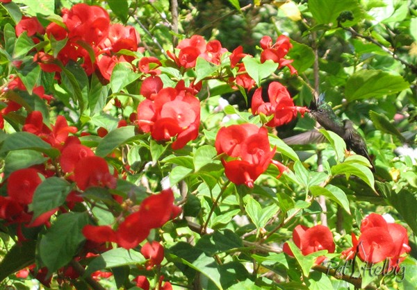 Le petit colibri huppé sur le chapeau chinois rouge (Holmskioldia sanguinea).jpg