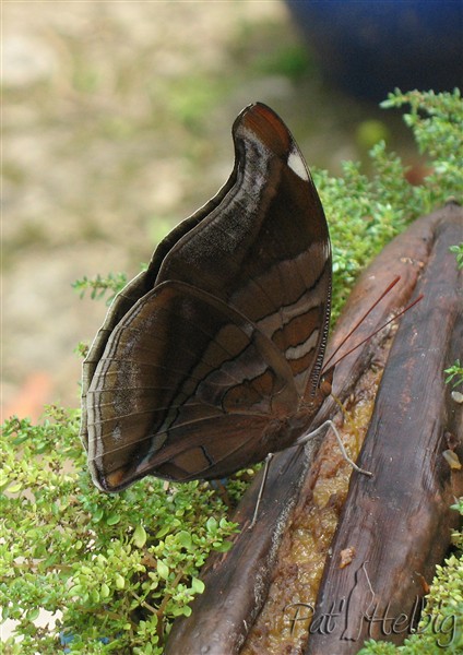 Ce papillon diurne adore les fruits en décomposition.jpg