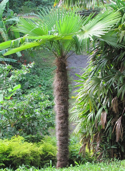 Le Trachycarpus fortunei était ma fierté; il avait résisté à Dean en 2007 mais a été emporté par Thomas en octobre 2010....jpg