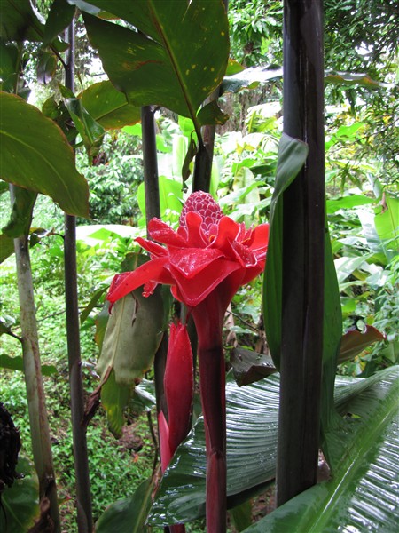 La rose de porcelaine rouge sur les bords de la ravine. J'ai acquis la blanche mais elle n'a pas encore fleuri...(Etlingera eliator).jpg