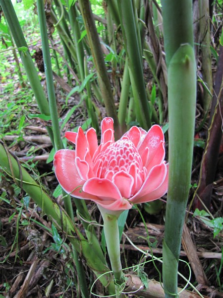 La rose de porcelaine rose sur les bords de la ravine (Etlingera eliator). Attention pour ceux qui sont en lotissement, la feuille mesure 6 m !.jpg