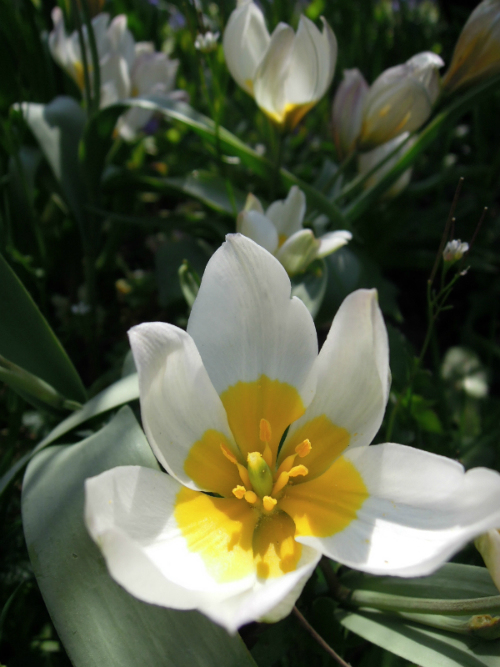 Tulipa polychroma