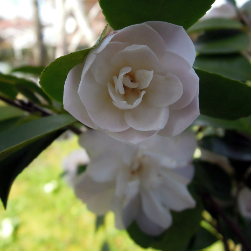 Camellia sasanqua