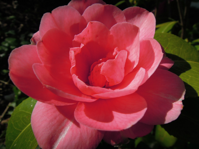 Camellia japonica